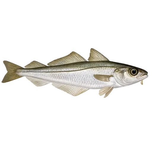 Øyepål (Trisopterus esmarkii)