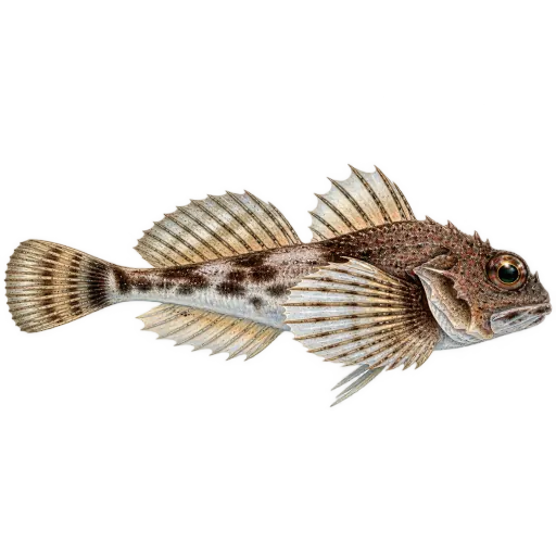 Piggulke