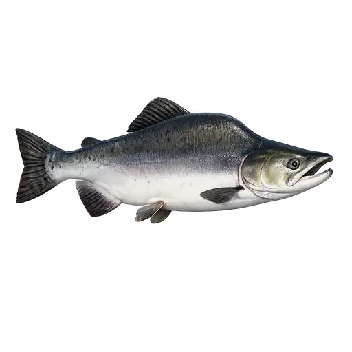 Pukkellaks (Oncorhynchus gorbuscha)