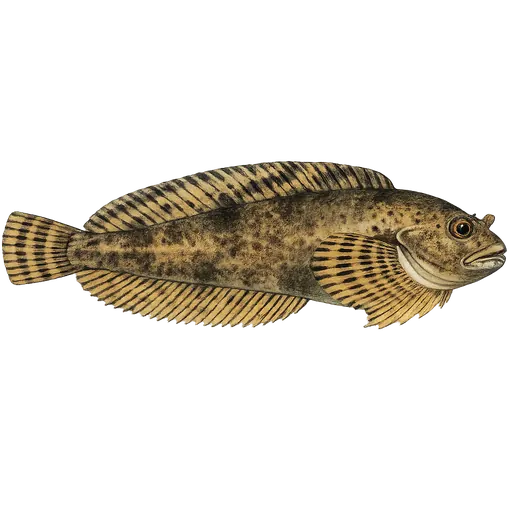 Ringbuk (Liparis liparis)