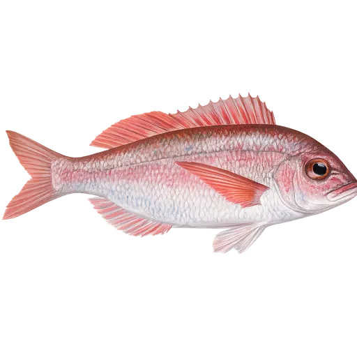 Rødpagell (Pagellus erythrinus)