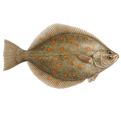 Rødspette (Pleuronectes platessa)