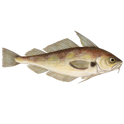 Skjeggtorsk (Trisopterus luscus)