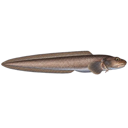 Skjellålebrosme