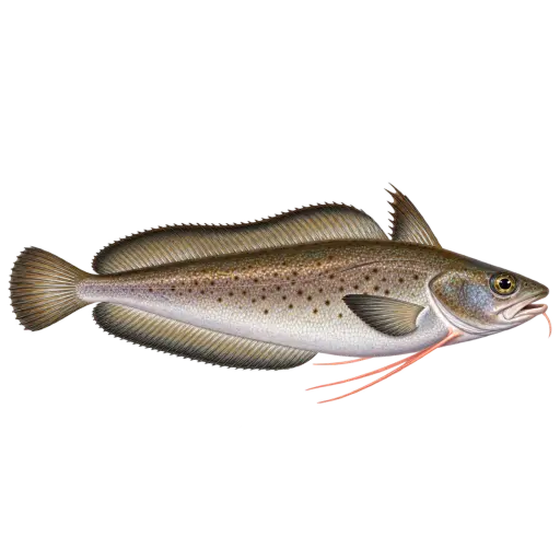 Skjellbrosme