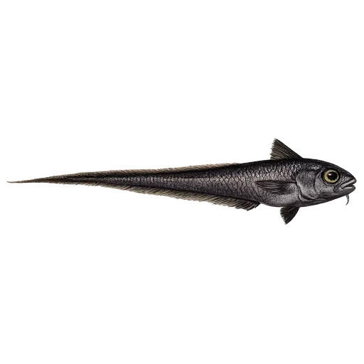 Skolest (Coryphaeonides rupestris)