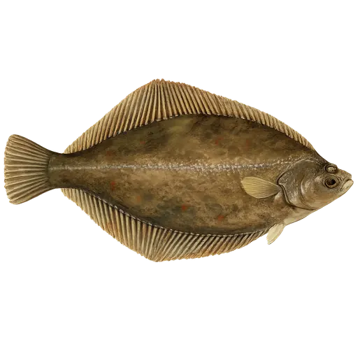 Skrubbe (Platichthys flesus)