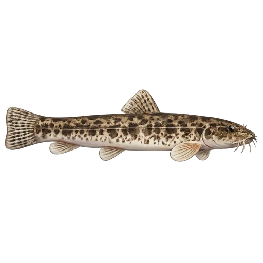 Smerling (Barbatula barbatula)