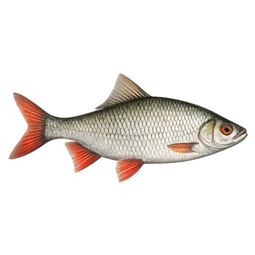 Sørv (Scardinius erythrophthalmus)