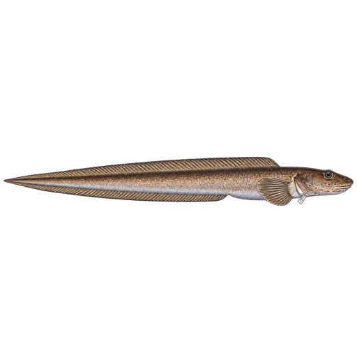 Spisshalet ålebrosme