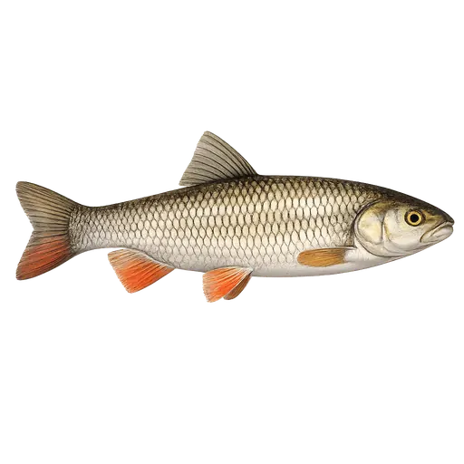 Stam (Leuciscus cephalus)
