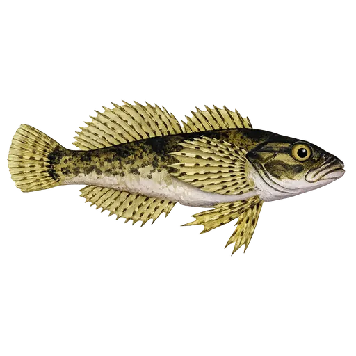 Steinsmett (Cottus poecilopus)