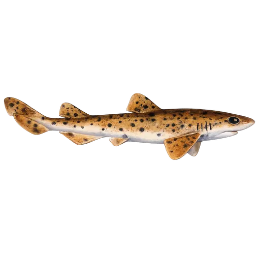 Storflekket rødhai (Scyliorhinus stellaris)