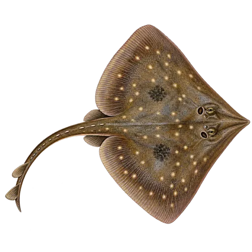 Storskate