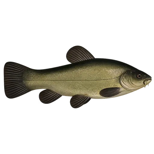 Suter (Tinca tinca)