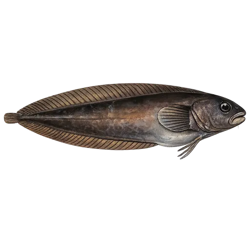Svart ringbuk (Paraliparis bathybius)