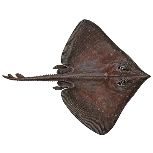 Svartskate
