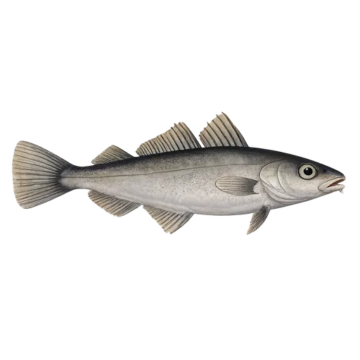 Sypike (Trisopterus minutus)
