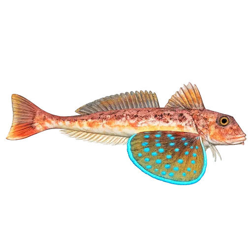 Taggknurr (Chelidonichthys lastoviza)
