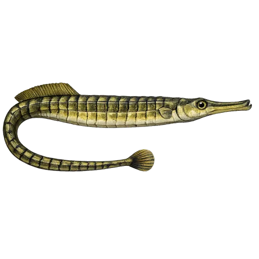 Tangsnelle (Syngnathus typhle)