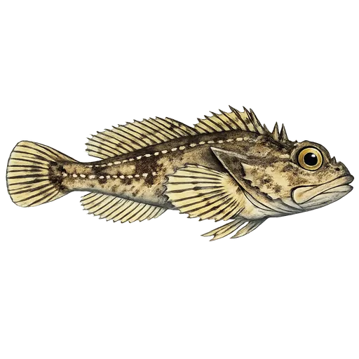 Tornulke (Icelus bicornis)