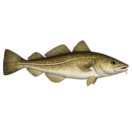 Torsk (Gadus morhua)