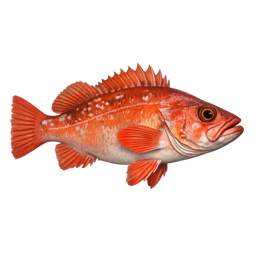 Uer (Sebastes norvegicus)