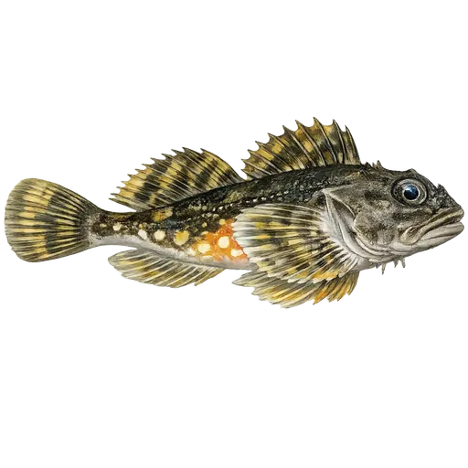 Ulke (Myoxocephalus scorpius)