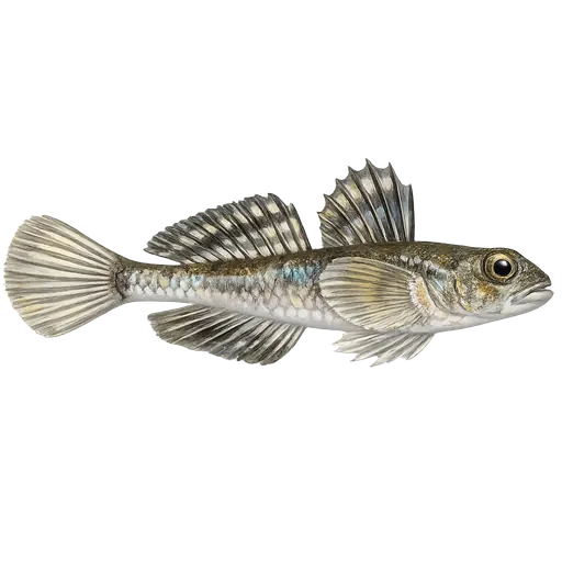 Ulkekutling (Lebetus scorpioides)