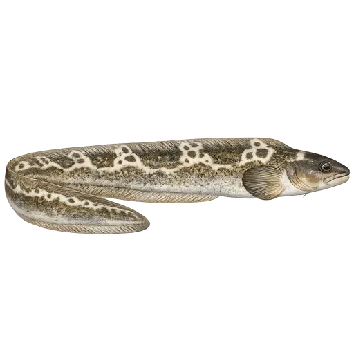Ulvefisk (Lycodes esmarkii)
