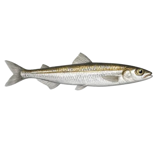Vassild (Argentina silus)