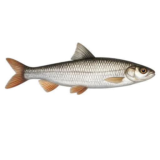 Vederbuk (Leuciscus idus)